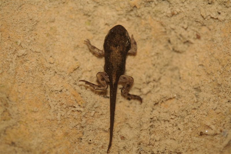 Metamorfosandi da identificare - Rana italica, Bufo bufo